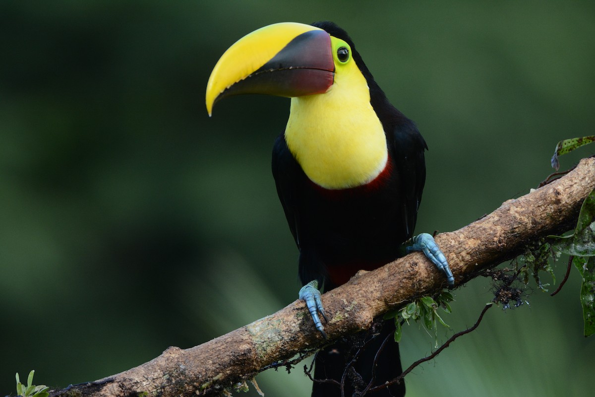 Yellow-throated Toucan - Larry Chen