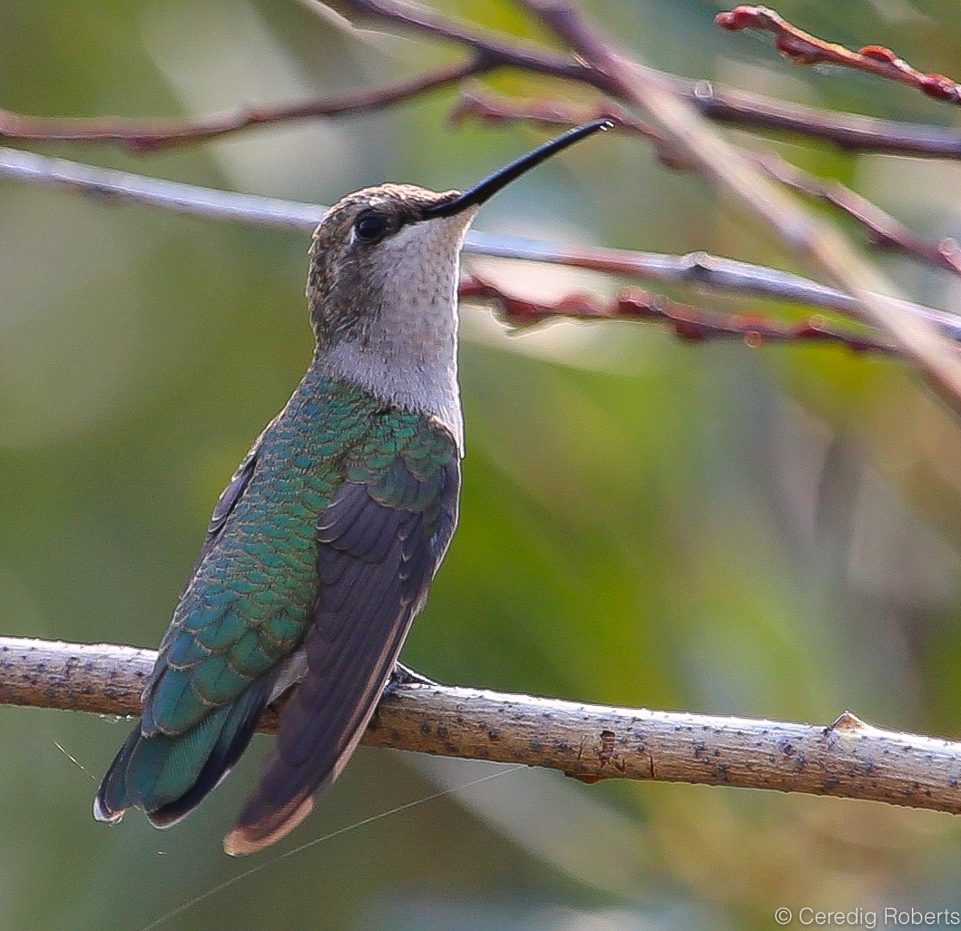 Black-chinned Hummingbird - Ceredig  Roberts