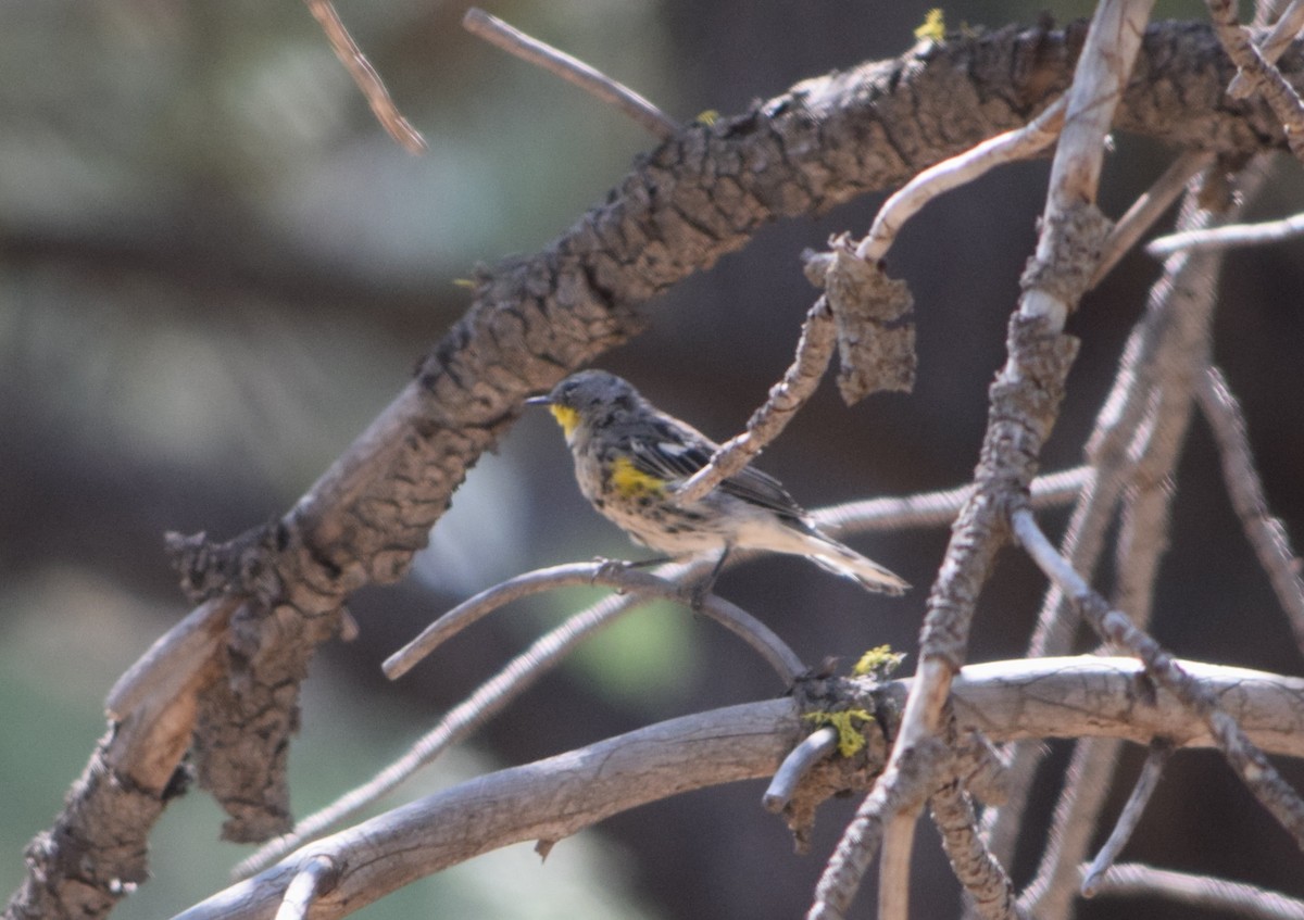 Yellow-rumped Warbler (Audubon's) - Stuart Angerer