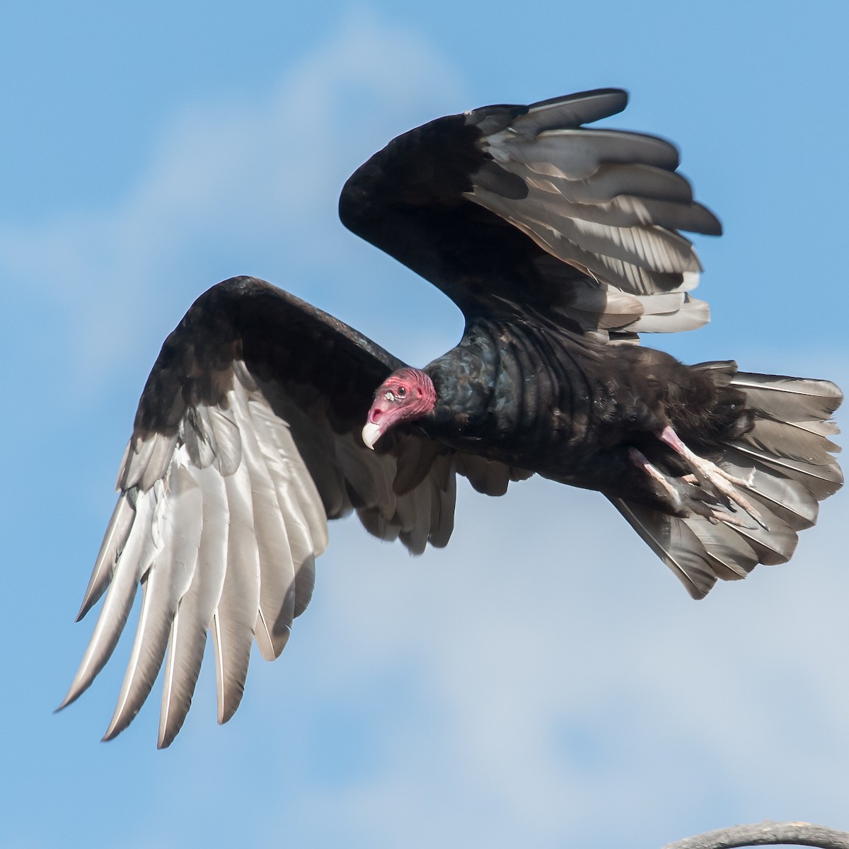Turkey Vulture - Mike Stewart