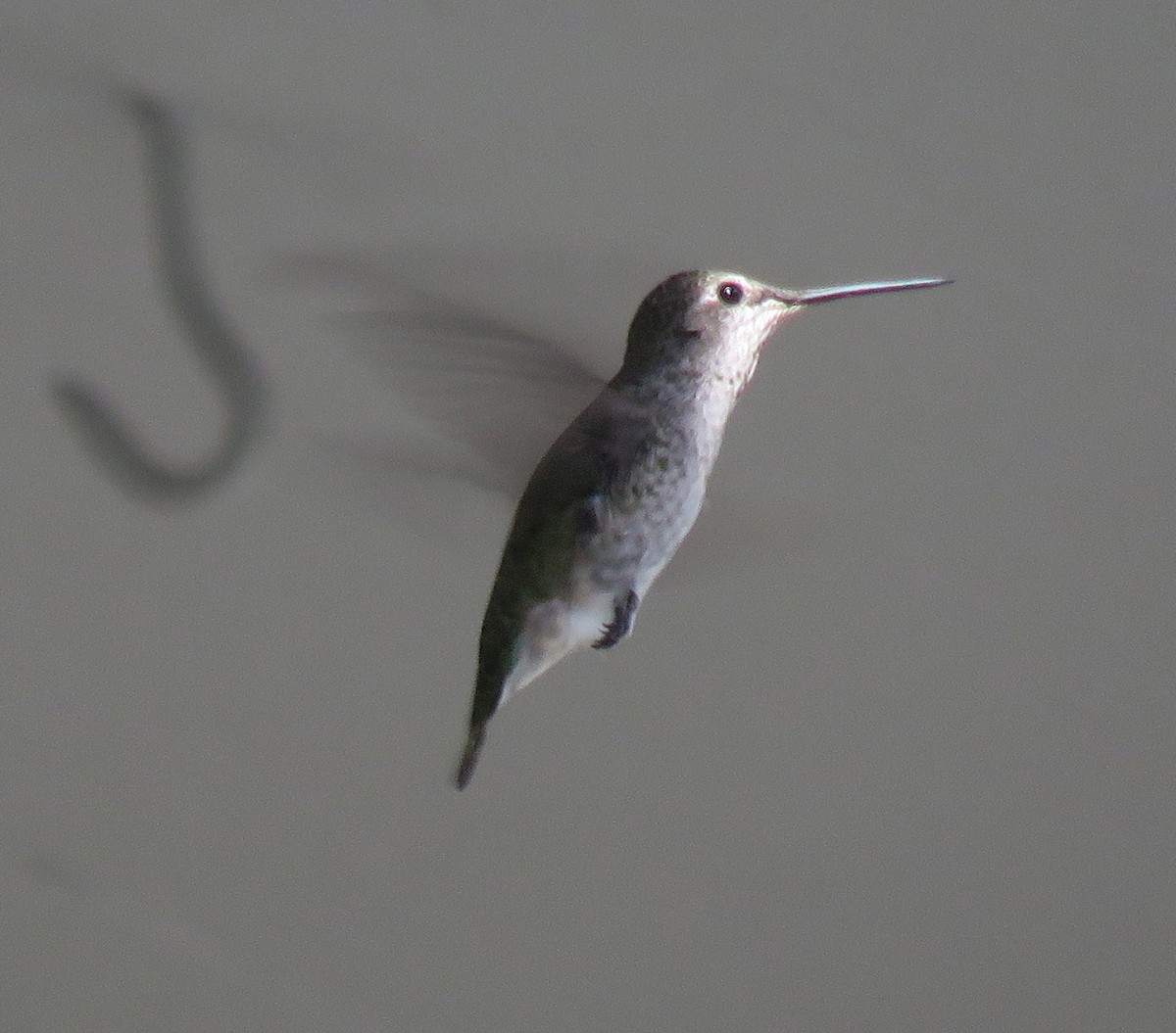 Anna's Hummingbird - ML112029071
