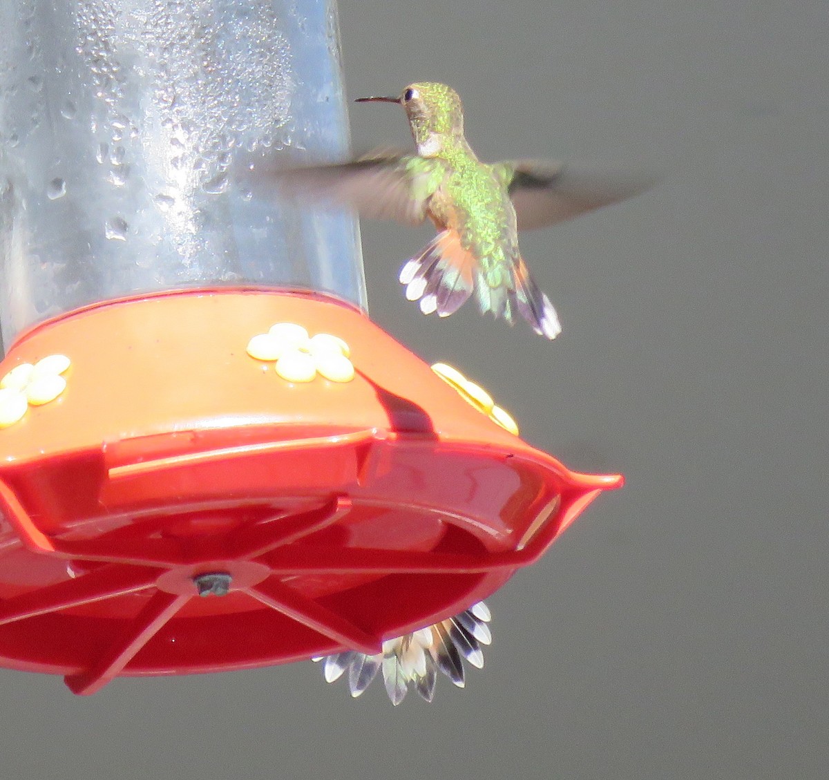 Rufous Hummingbird - ML112029251
