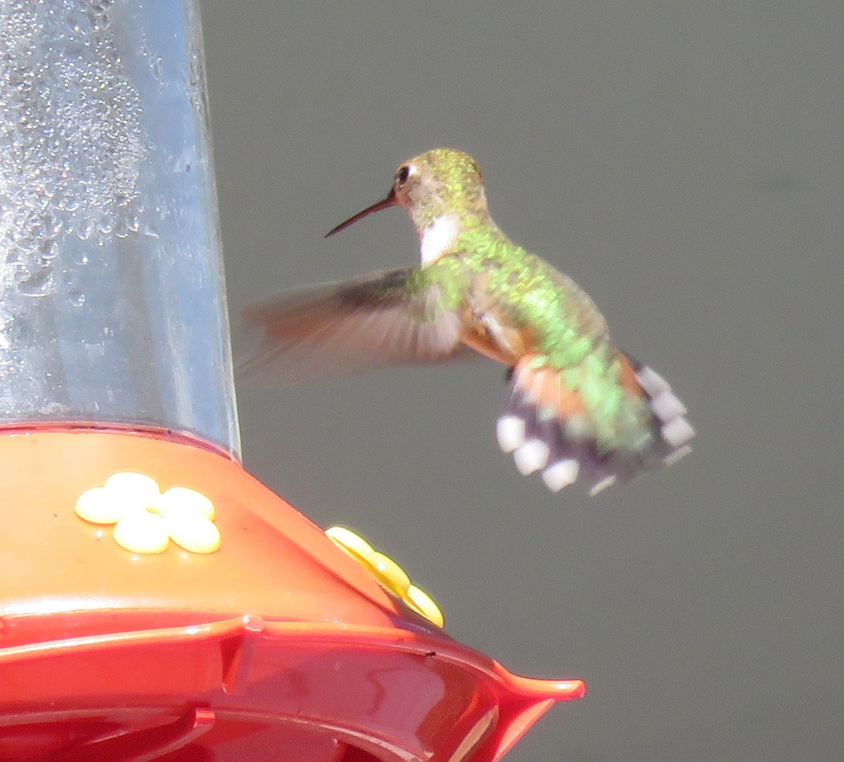 Rufous Hummingbird - George Chrisman