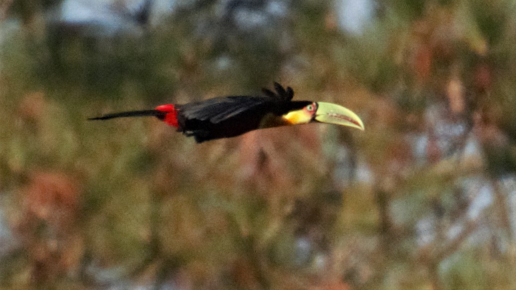 Red-breasted Toucan - ML112029481