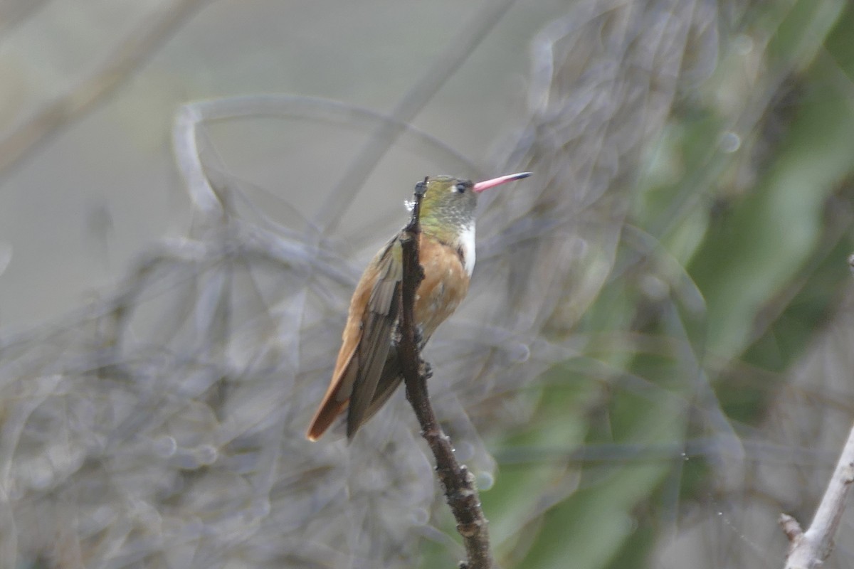 kolibřík Amazilin - ML112029711