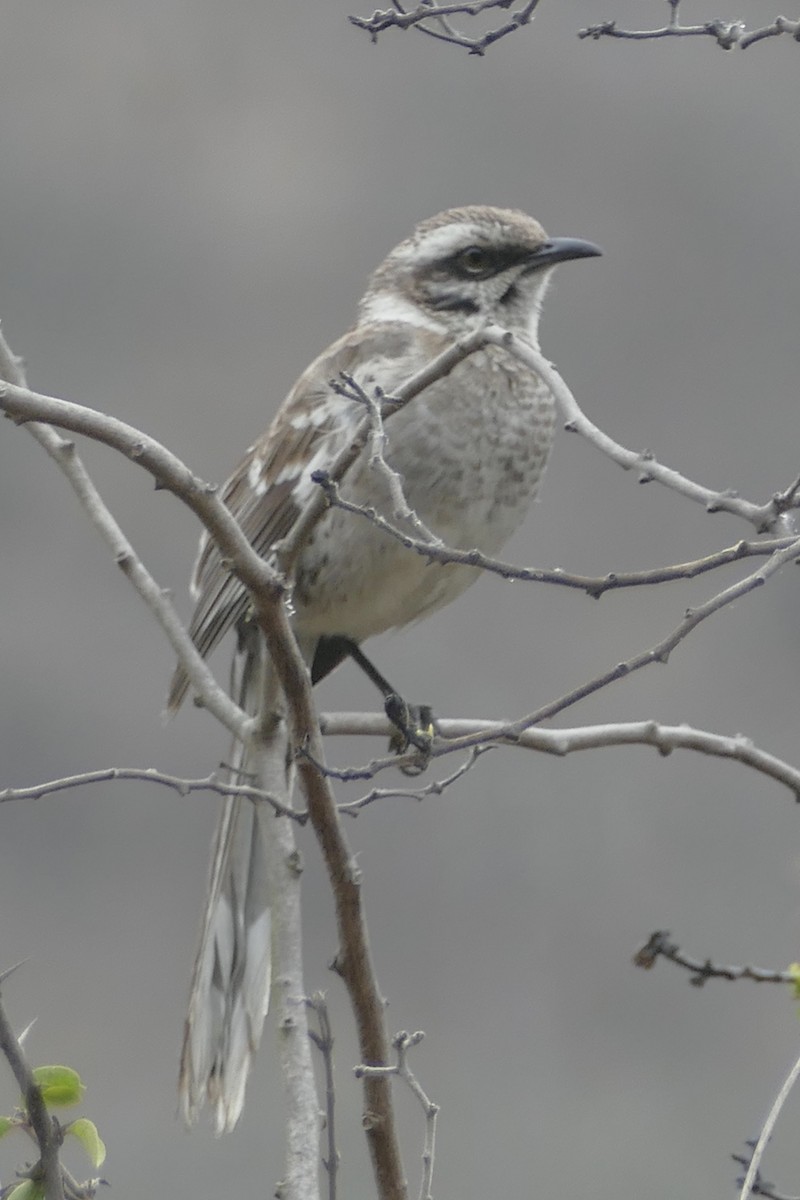 Long-tailed Mockingbird - ML112030861