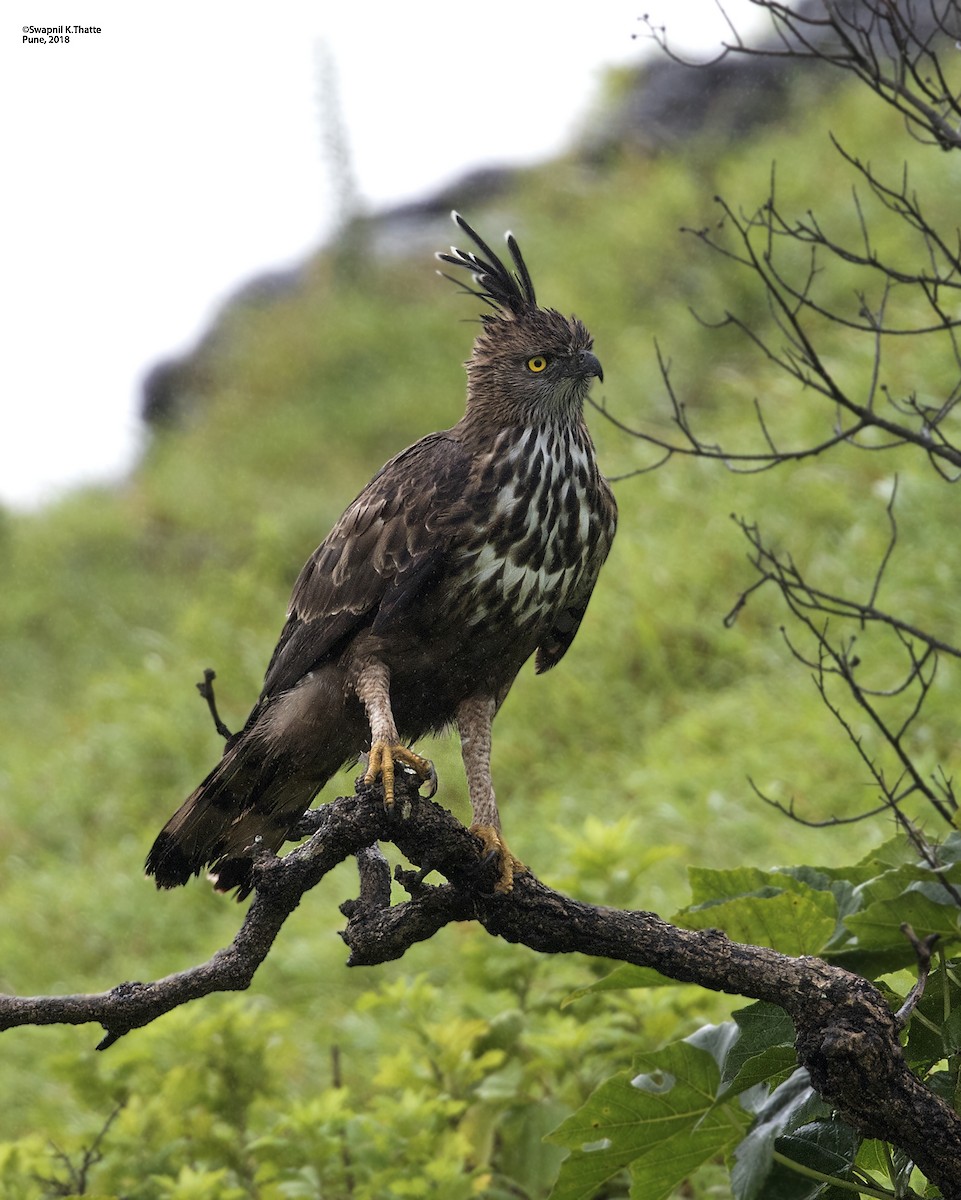 Changeable Hawk-Eagle (Crested) - Swapnil Thatte