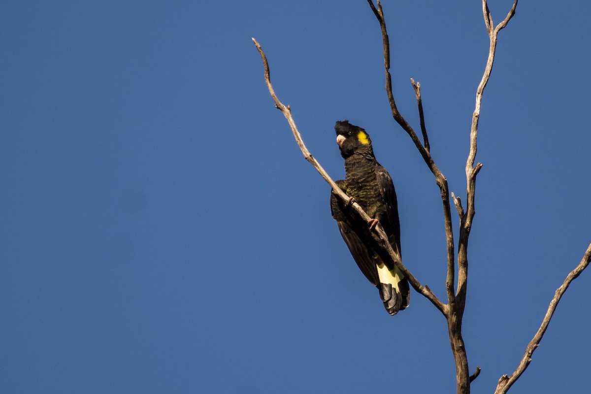 Yellow-tailed Black-Cockatoo - ML112037491