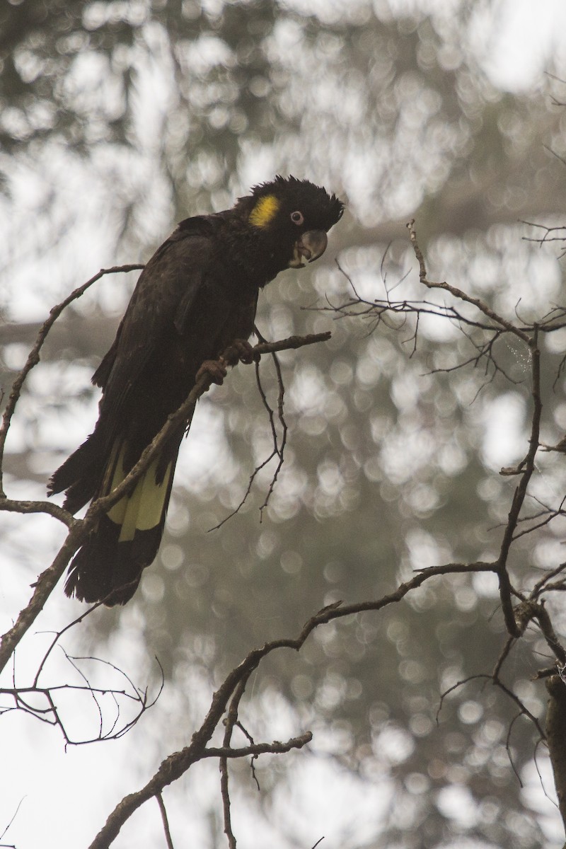Yellow-tailed Black-Cockatoo - ML112037511