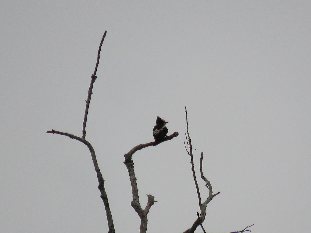 Heart-spotted Woodpecker - ML112039851