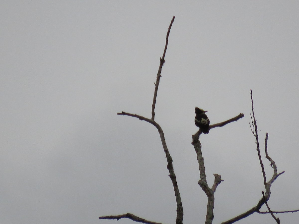 Heart-spotted Woodpecker - ML112039861