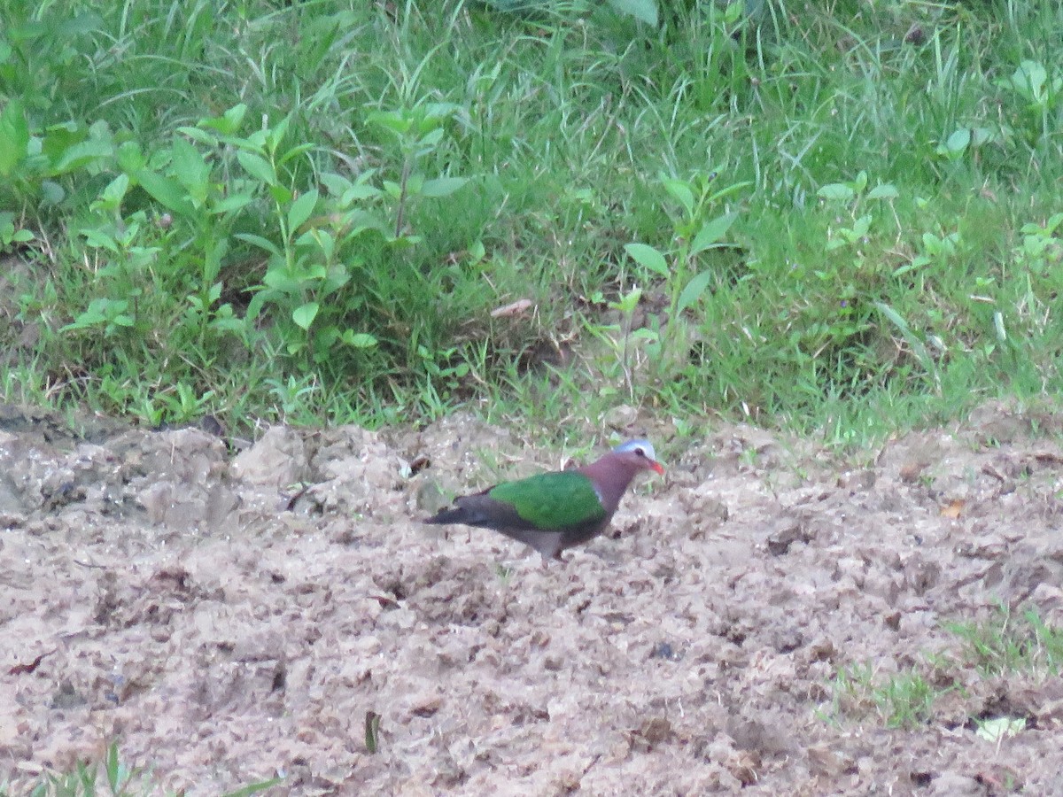 holub zelenokřídlý - ML112039961