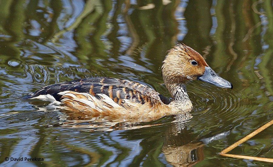 Fulvous Whistling-Duck - ML112041471