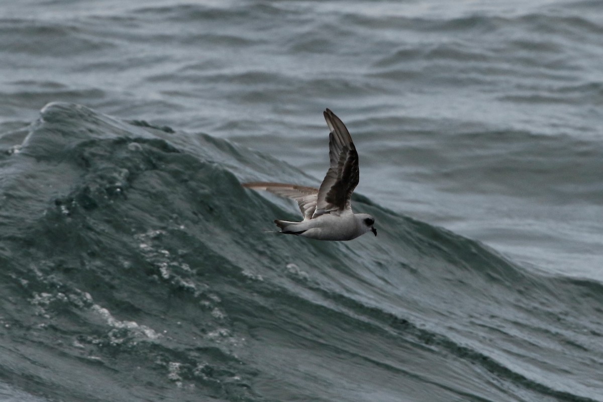 Fork-tailed Storm-Petrel - ML112043351