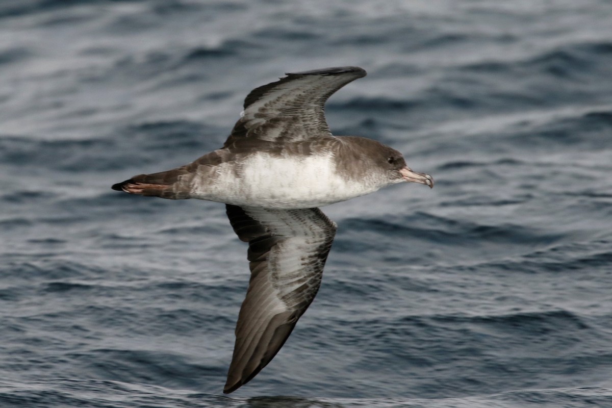 Pink-footed Shearwater - ML112044141