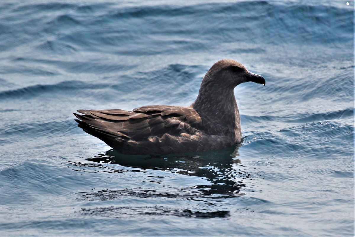 South Polar Skua - Nova Scotia Bird Records
