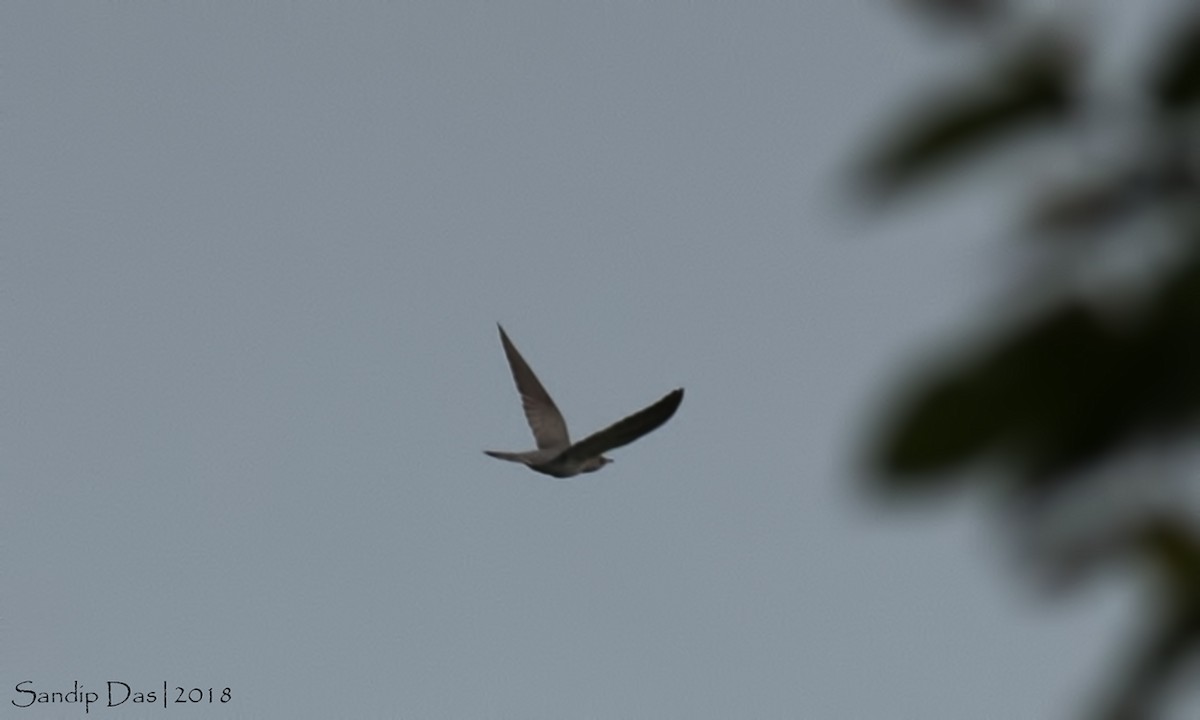 cuckoo sp. (Cuculidae sp.) - Sandip Das