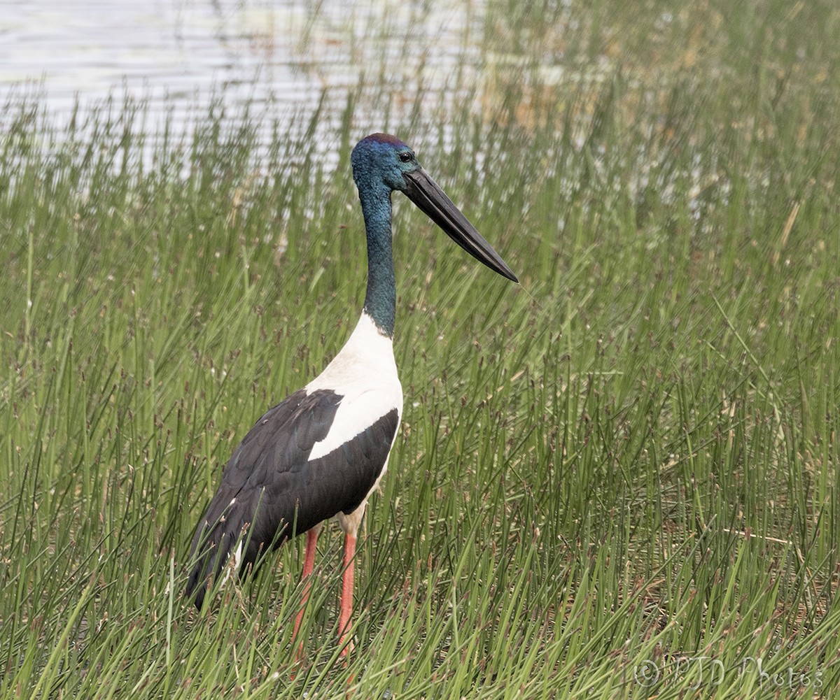 Black-necked Stork - ML112047081