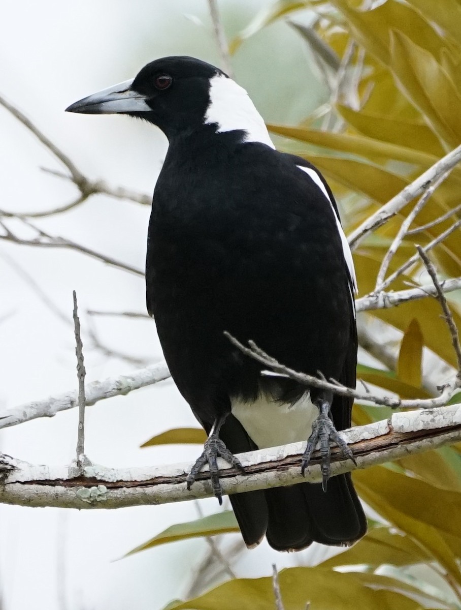 Australian Magpie (Black-backed) - Ian Kerr