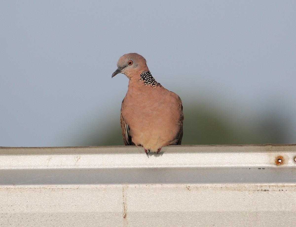 Spotted Dove - ML112051581