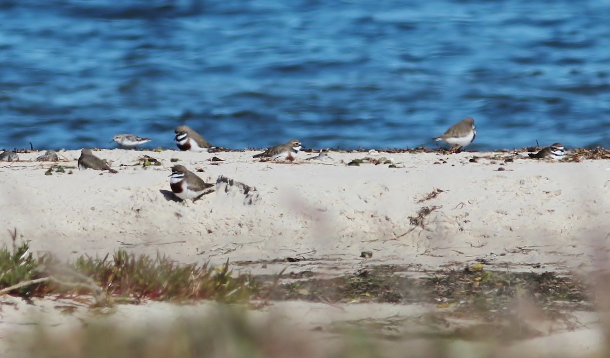 Double-banded Plover - Rick Franks