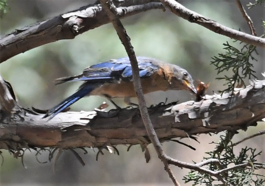 Eastern Bluebird (Mexican) - Neil Wingert