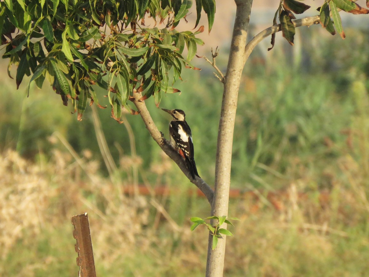 Syrian Woodpecker - ML112053251