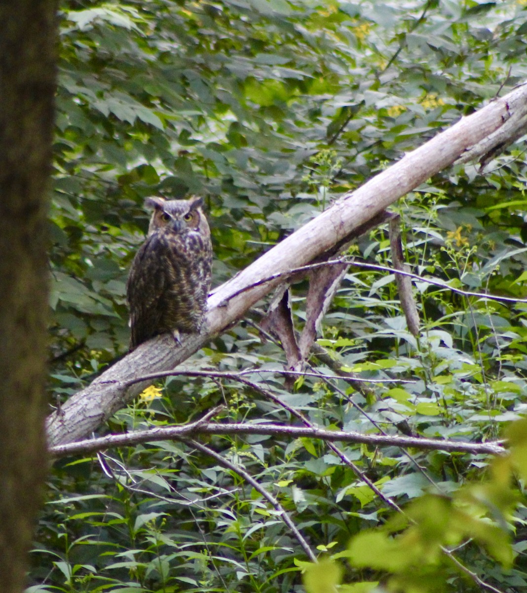 Great Horned Owl - ML112056551