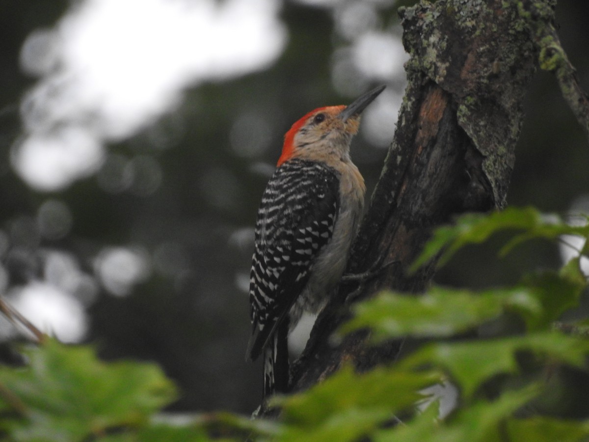 Red-bellied Woodpecker - ML112057891
