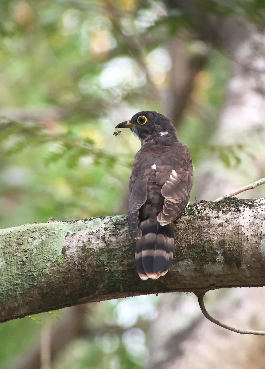 Malaysian Hawk-Cuckoo - Martin Kennewell