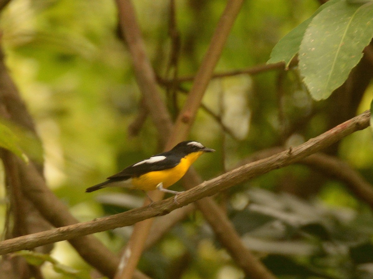 Yellow-rumped Flycatcher - Wangworn Sankamethawee