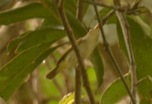 Eastern Crowned Warbler - ML112058301