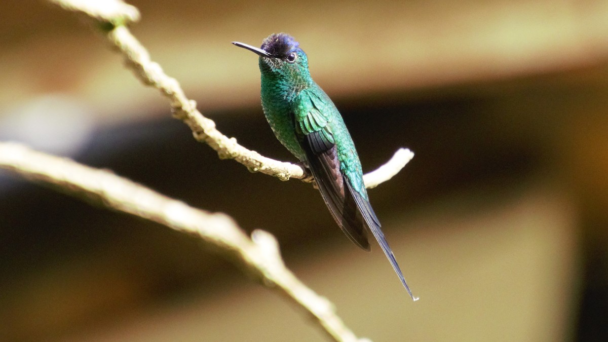 kolibřík fialovotemenný - ML112058801