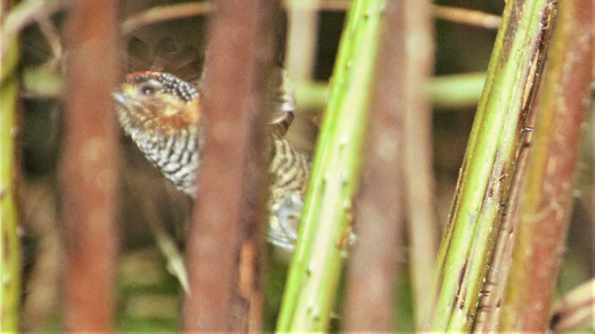 Ochre-collared Piculet - ML112058941