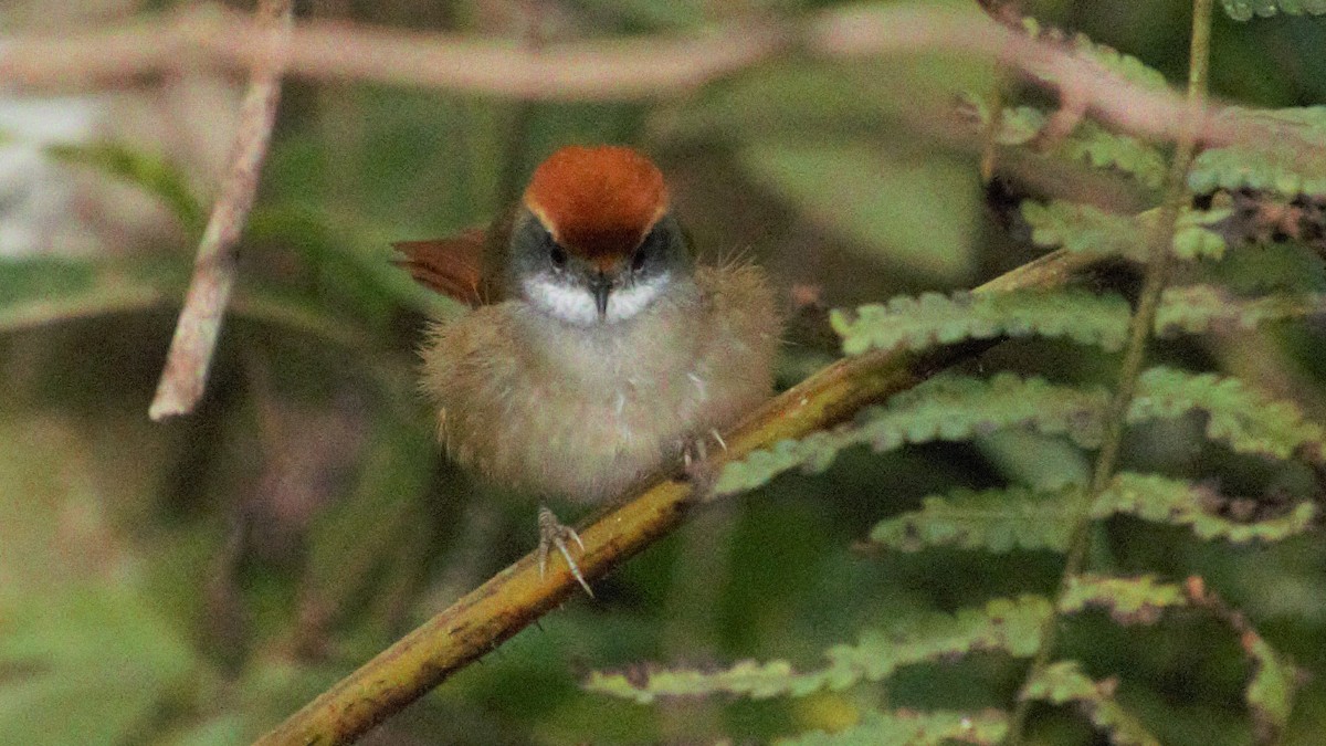 Rufous-capped Spinetail - ML112059041