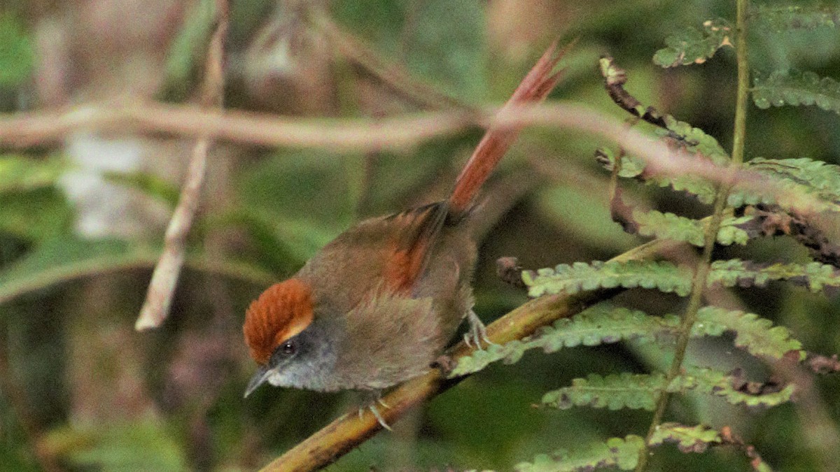 Rufous-capped Spinetail - ML112059061