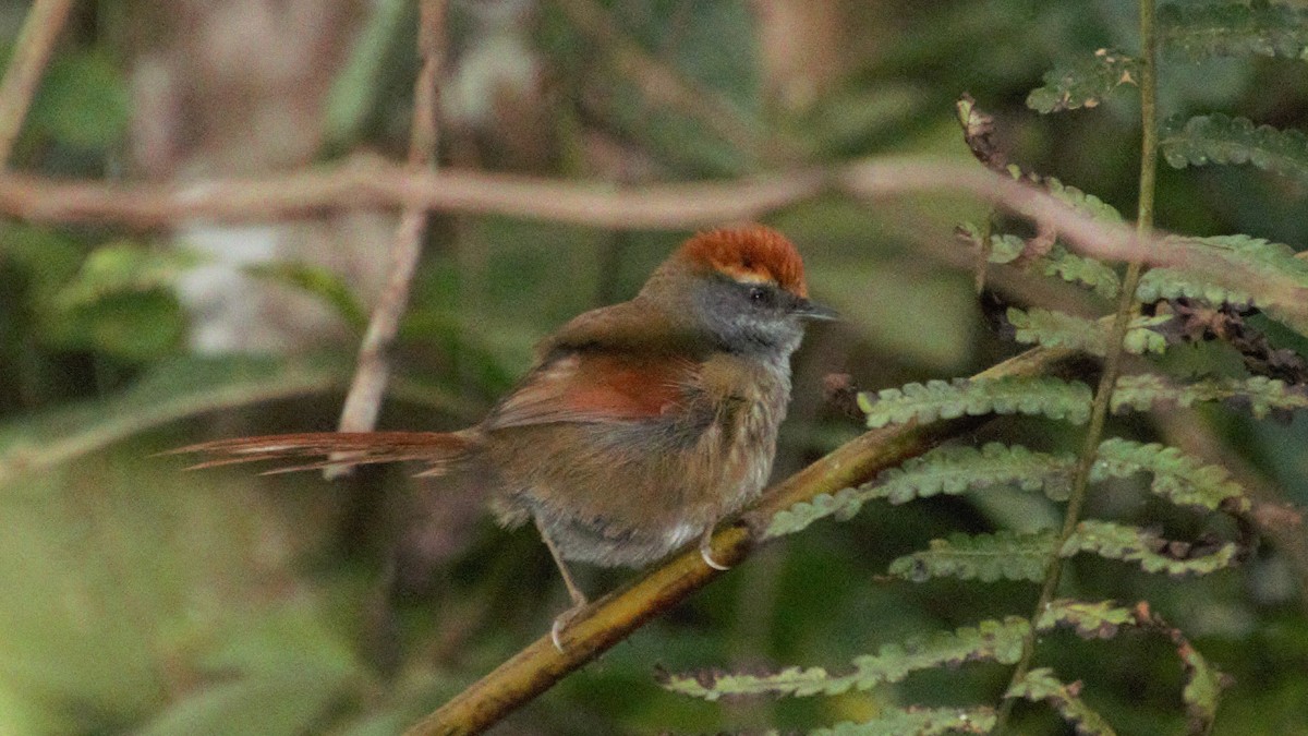 Rufous-capped Spinetail - ML112059071
