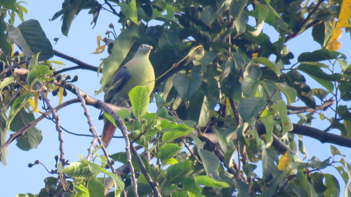 Gray-cheeked Green-Pigeon - Tim Forrester