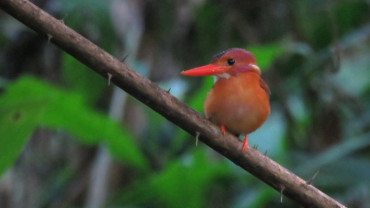 Sulawesi Dwarf-Kingfisher - ML112063561