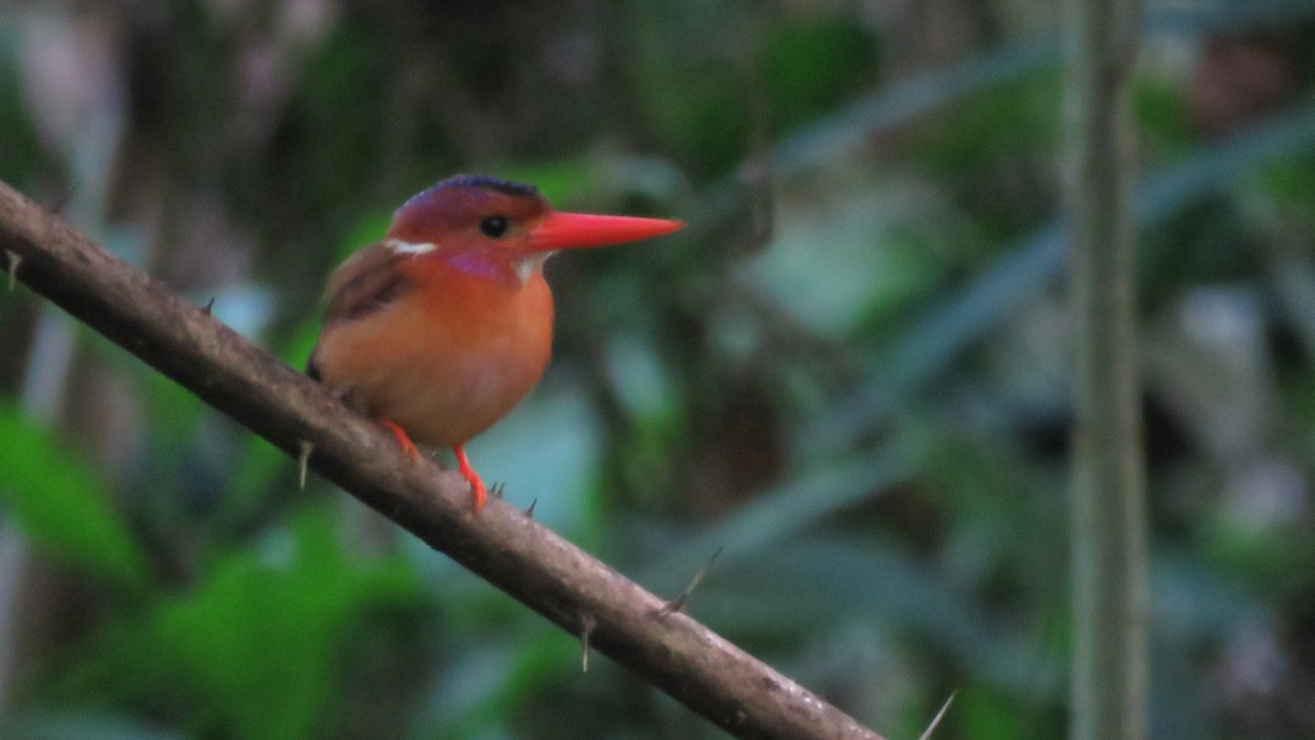 Sulawesi Dwarf-Kingfisher - ML112063571