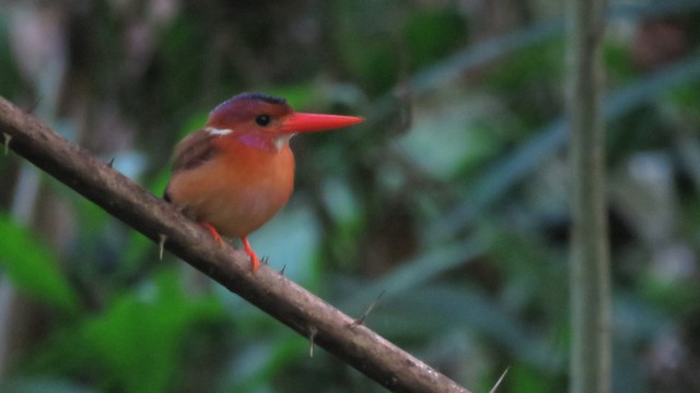 Sulawesi Dwarf-Kingfisher
