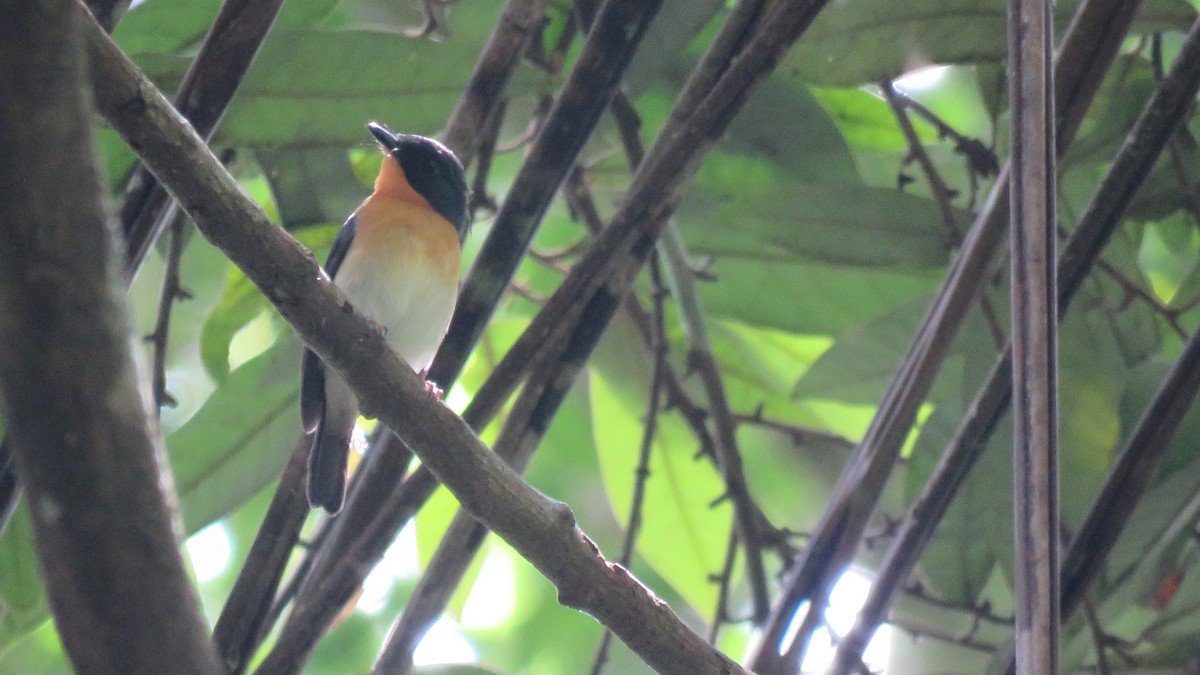 Rufous-throated Flycatcher - Tim Forrester
