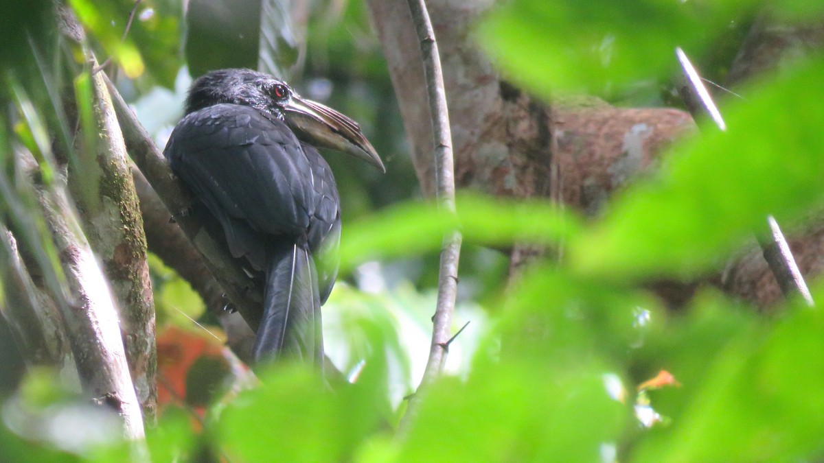 Sulawesi Hornbill (Dwarf) - ML112063851