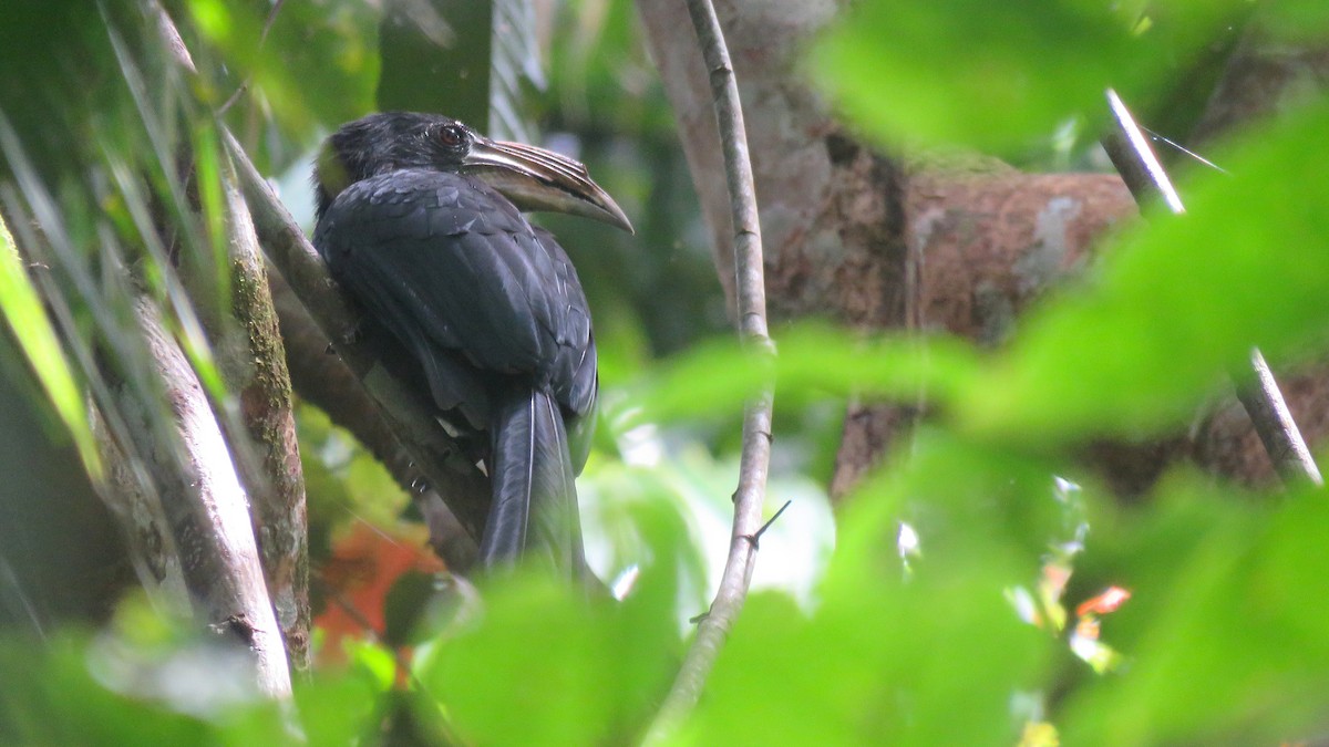 Sulawesi Hornbill (Dwarf) - Tim Forrester