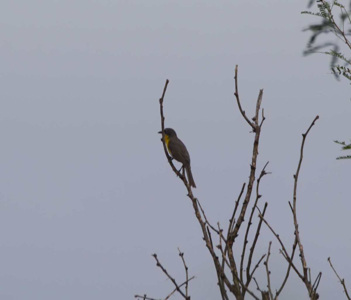 Yellow-breasted Chat - ML112064861