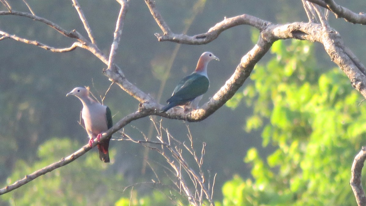 Green Imperial-Pigeon (Rufous-naped) - Tim Forrester