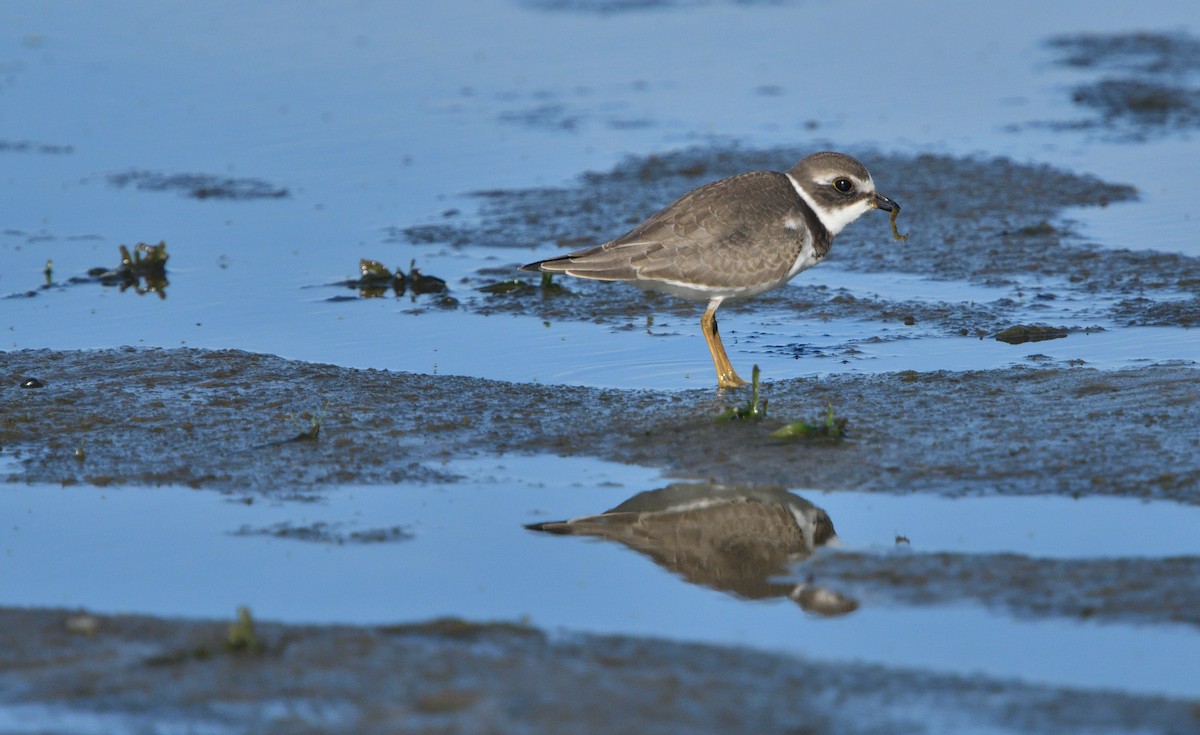 Semipalmated Plover - ML112066811