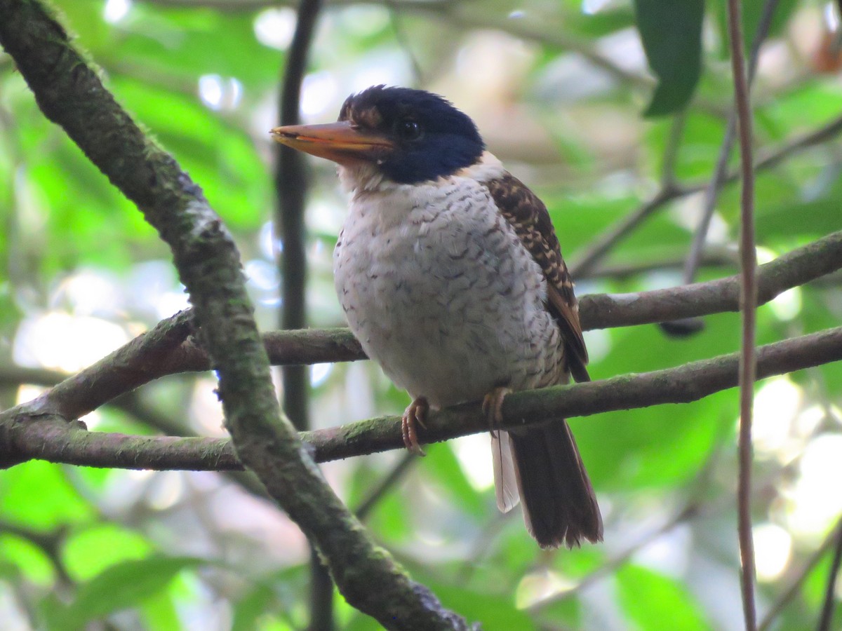 Scaly-breasted Kingfisher (Scaly-breasted) - ML112067951