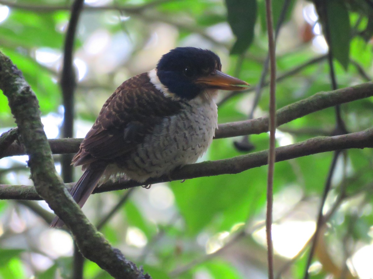 Scaly-breasted Kingfisher (Scaly-breasted) - ML112067961