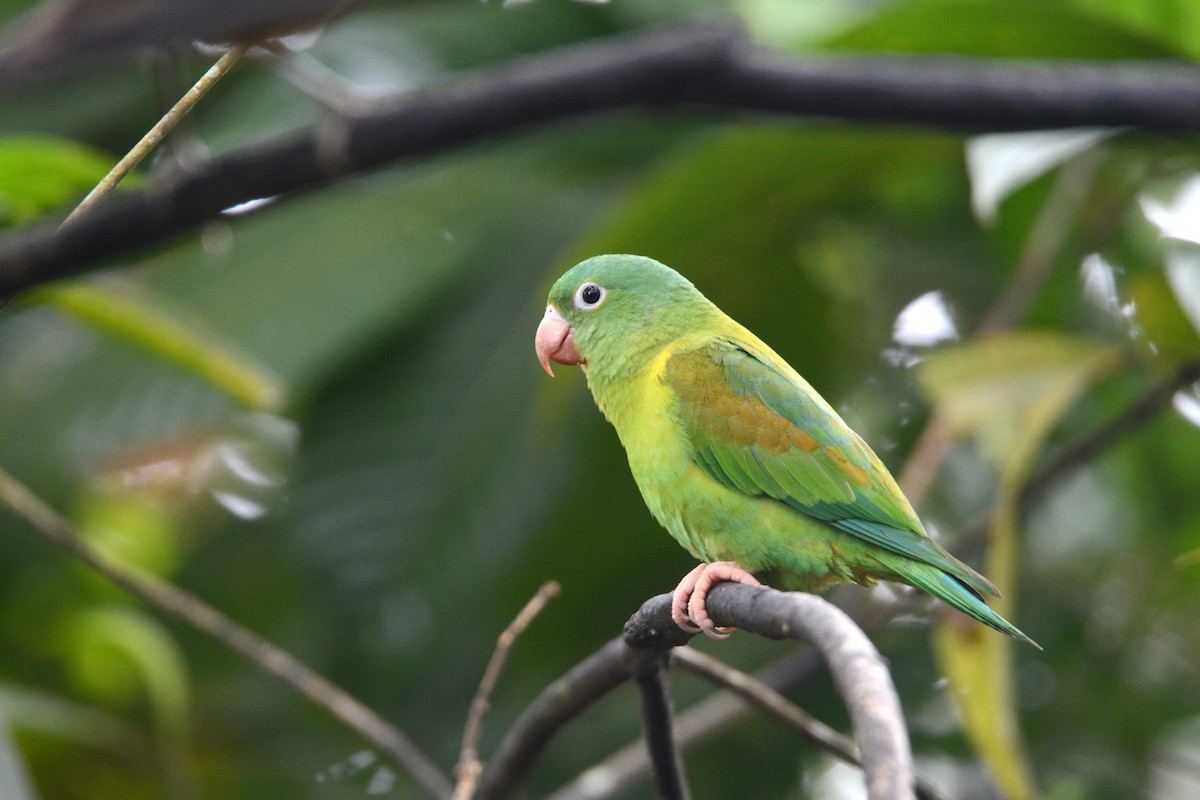 Orange-chinned Parakeet - Larry Chen